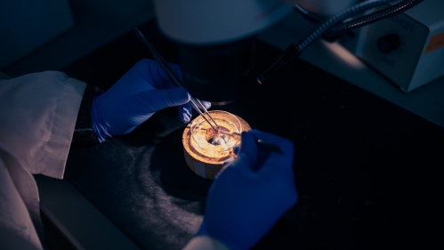 Closeup of two hands in blue latex gloves holding tweezers in each hand working under a microscope